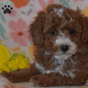 Bella, Miniature Poodle Puppy