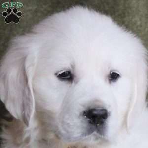 Bella, English Cream Golden Retriever Puppy