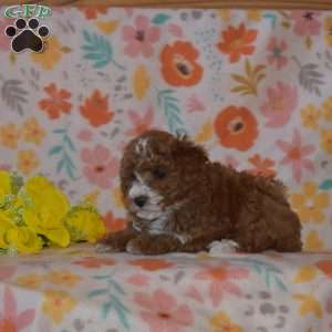 Bella, Miniature Poodle Puppy