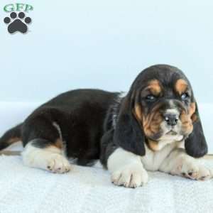 Bella, Basset Hound Puppy