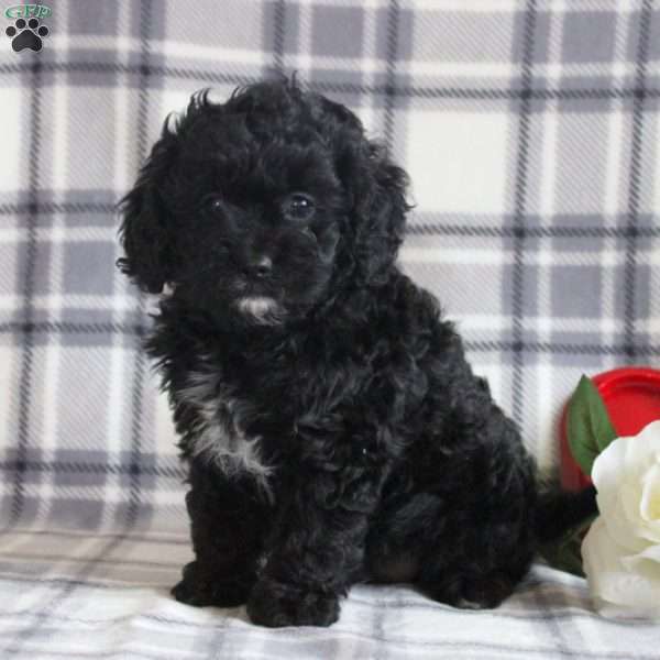 Belle, Cavapoo Puppy