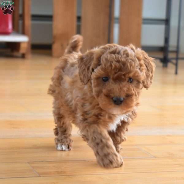 Belle, Mini Labradoodle Puppy