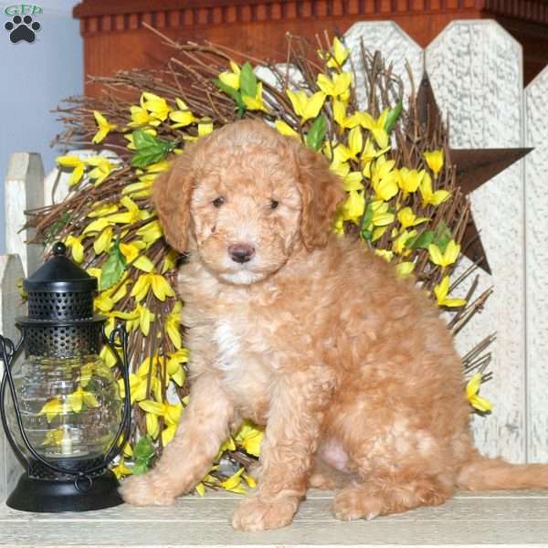 Belle, Mini Labradoodle Puppy