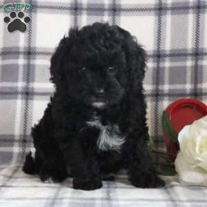 Belle, Cavapoo Puppy