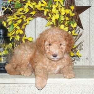 Belle, Mini Labradoodle Puppy