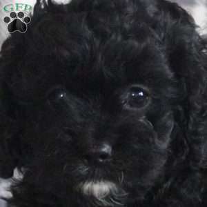 Belle, Cavapoo Puppy