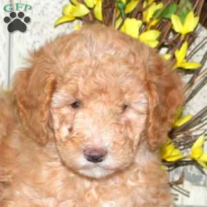 Belle, Mini Labradoodle Puppy