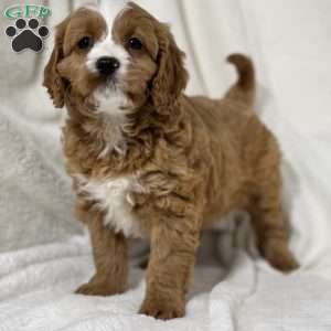 Bennett, Cavapoo Puppy