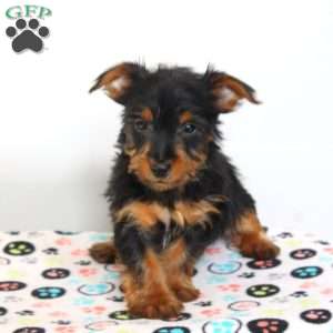 Benji, Yorkie Puppy