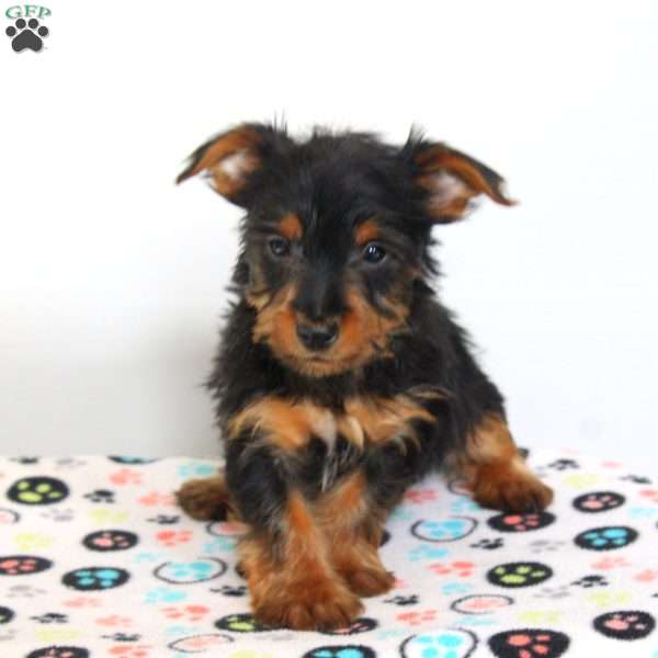 Benji, Yorkie Puppy