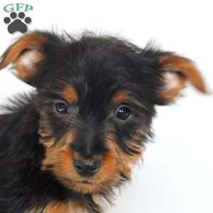 Benji, Yorkie Puppy