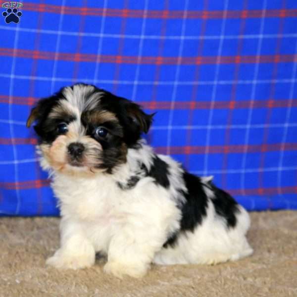 Benji, Yorkie Puppy