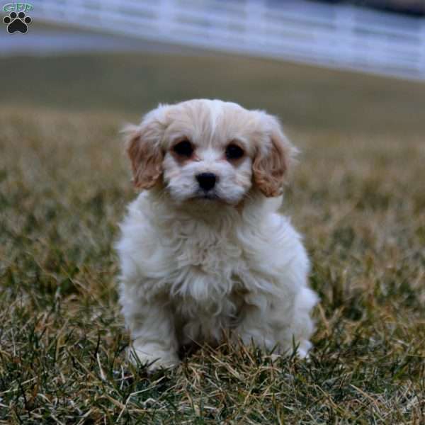 Benji, Cavachon Puppy