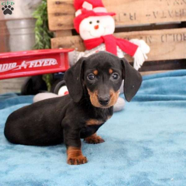 Benji – Mini, Dachshund Puppy