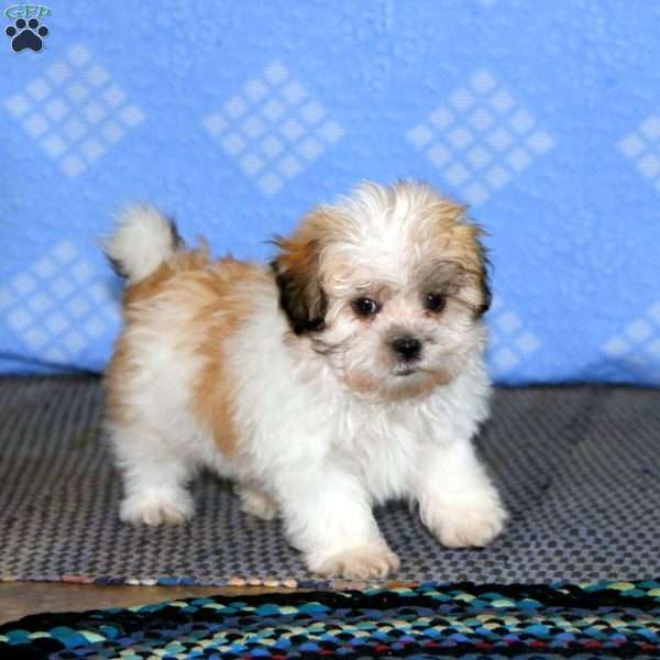 Benji, Teddy Bear Puppy