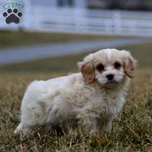 Benji, Cavachon Puppy