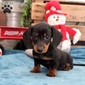 Benji – Mini, Dachshund Puppy