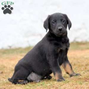 Benji, Labrador Mix Puppy