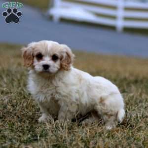 Benji, Cavachon Puppy