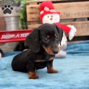 Benji – Mini, Dachshund Puppy