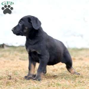 Benji, Labrador Mix Puppy
