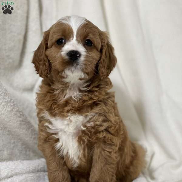 Bennett, Cavapoo Puppy