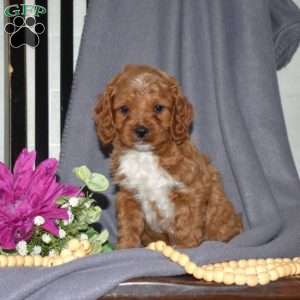 Bentley, Cavapoo Puppy