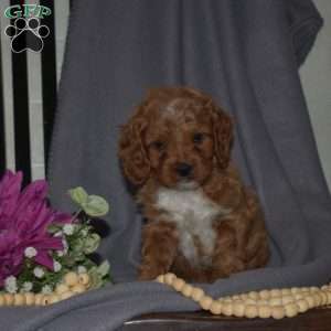 Bentley, Cavapoo Puppy