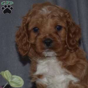 Bentley, Cavapoo Puppy