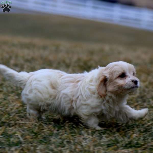 Bentley, Cavachon Puppy