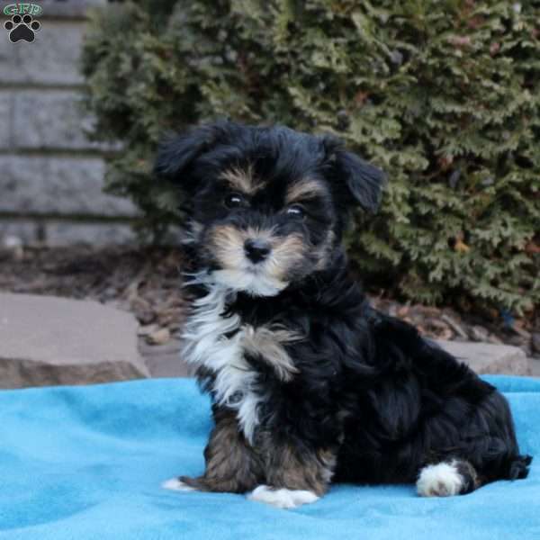 Bentley, Havanese Puppy