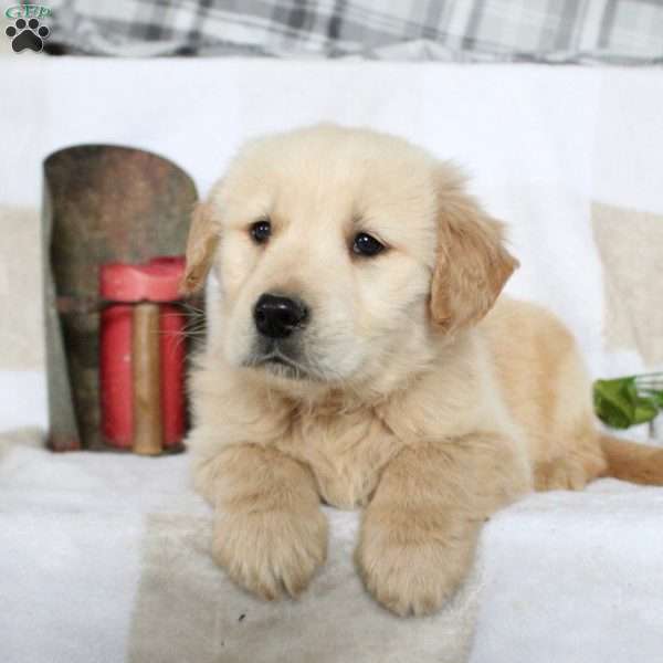 Bentley, Golden Retriever Puppy