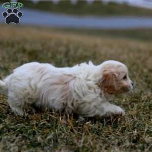 Bentley, Cavachon Puppy