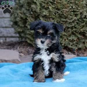 Bentley, Havanese Puppy