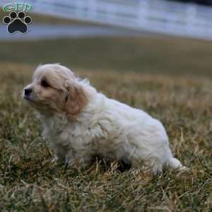 Bentley, Cavachon Puppy