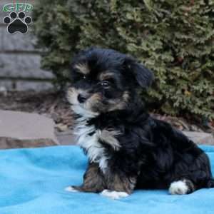 Bentley, Havanese Puppy