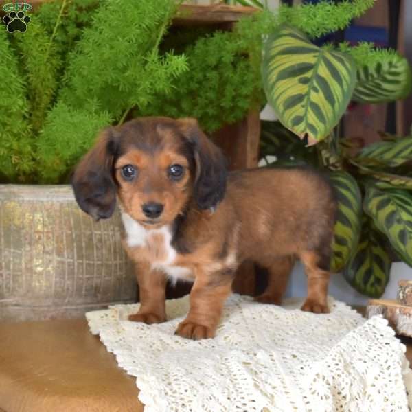 Berry-Mini, Dachshund Puppy