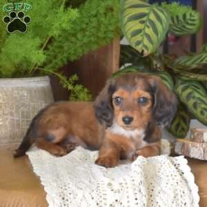 Berry-Mini, Dachshund Puppy