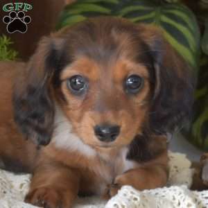 Berry-Mini, Dachshund Puppy