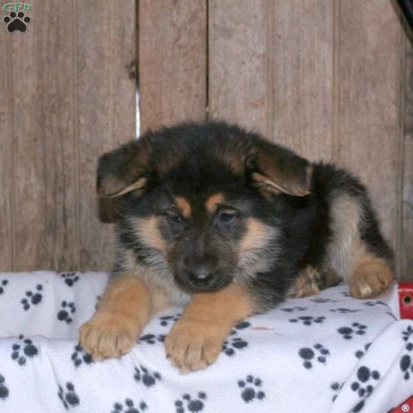 Beth, German Shepherd Puppy