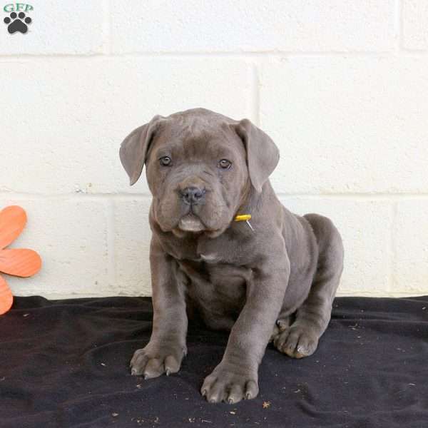 Beth, Cane Corso Puppy