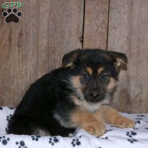 Beth, German Shepherd Puppy