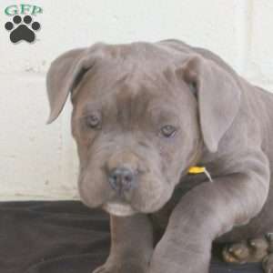 Beth, Cane Corso Puppy