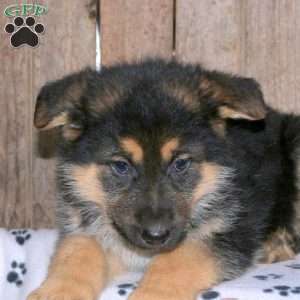 Beth, German Shepherd Puppy