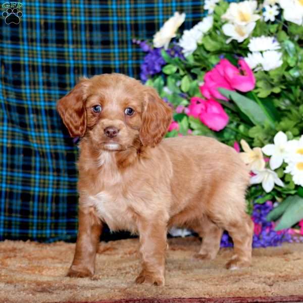 Betsy, Cockapoo Puppy