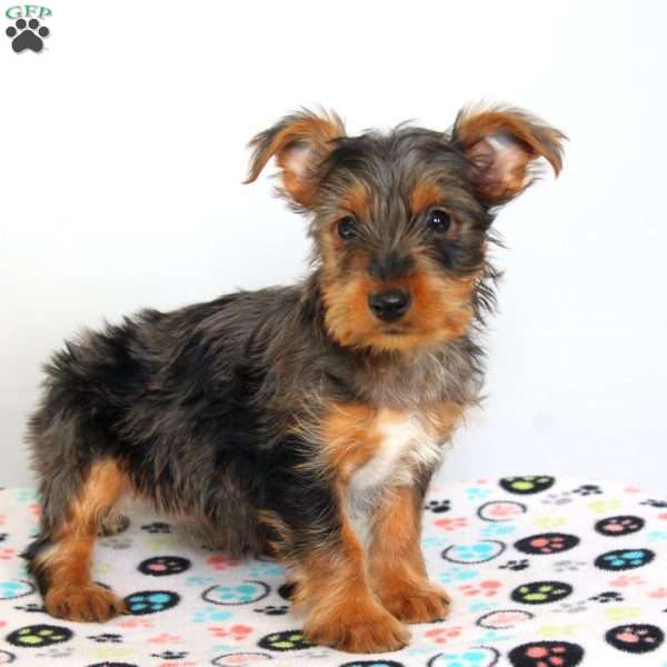 Betty, Yorkie Puppy