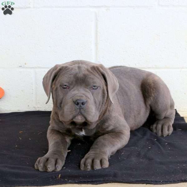 Betty, Cane Corso Puppy