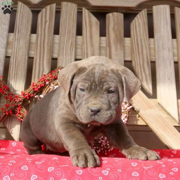 Betty, Cane Corso Puppy