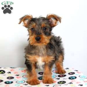 Betty, Yorkie Puppy