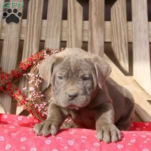 Betty, Cane Corso Puppy